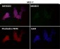 Anti-YY1 Rabbit Monoclonal Antibody